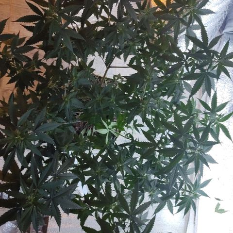 Deep Mandarine  growlog photo: En estás se pueden apreciar mejor las técnicas de podas que utilizadas todas podas apicales, y las diferentes ataduras para acomodar la planta. Si bien no es la mejor estructura cumple las expectativas dándonos unas buenas puntas que se pueden apreciar en las otros fotos y dependiendo el plan alimenticio, luces, ventilación, plan de hs de luz y marcas de productos ustedes podrían incluso sacar algo mejor la verdad es una buena genética que se la banca.