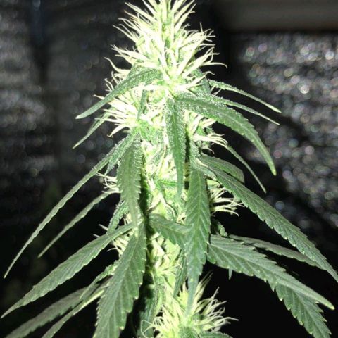 Deep Mandarine  growlog photo: Fotos varias durante todo el crecimiento están desorganizadas pero las fechas puestas en la ficha son correctas, tuvimos controles rigurosos con las fechas ya que durante el tiempo en que se forma el plantin sufrió estrés por falta de luz y provocó que se retrace un poco el crecimiento.