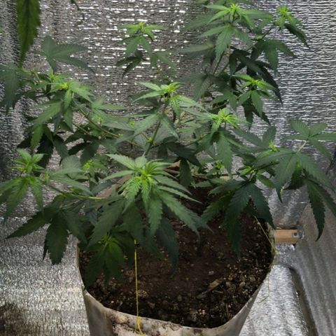 Deep Mandarine  growlog photo: En estás se pueden apreciar mejor las técnicas de podas que utilizadas todas podas apicales, y las diferentes ataduras para acomodar la planta. Si bien no es la mejor estructura cumple las expectativas dándonos unas buenas puntas que se pueden apreciar en las otros fotos y dependiendo el plan alimenticio, luces, ventilación, plan de hs de luz y marcas de productos ustedes podrían incluso sacar algo mejor la verdad es una buena genética que se la banca.