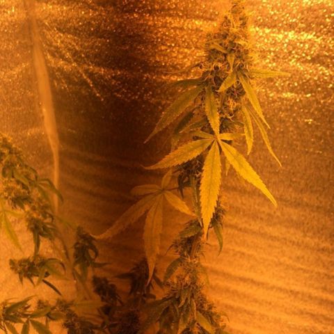 Deep Mandarine  growlog photo: Fotos varias durante todo el crecimiento están desorganizadas pero las fechas puestas en la ficha son correctas, tuvimos controles rigurosos con las fechas ya que durante el tiempo en que se forma el plantin sufrió estrés por falta de luz y provocó que se retrace un poco el crecimiento.