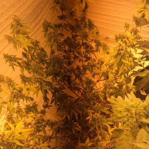 Deep Mandarine  growlog photo: Fotos varias durante todo el crecimiento están desorganizadas pero las fechas puestas en la ficha son correctas, tuvimos controles rigurosos con las fechas ya que durante el tiempo en que se forma el plantin sufrió estrés por falta de luz y provocó que se retrace un poco el crecimiento.