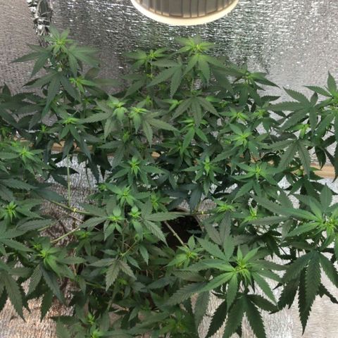Deep Mandarine  growlog photo: En estás se pueden apreciar mejor las técnicas de podas que utilizadas todas podas apicales, y las diferentes ataduras para acomodar la planta. Si bien no es la mejor estructura cumple las expectativas dándonos unas buenas puntas que se pueden apreciar en las otros fotos y dependiendo el plan alimenticio, luces, ventilación, plan de hs de luz y marcas de productos ustedes podrían incluso sacar algo mejor la verdad es una buena genética que se la banca.