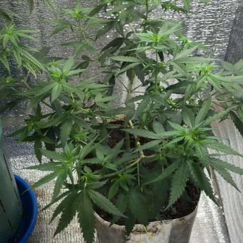 Deep Mandarine  growlog photo: En estás se pueden apreciar mejor las técnicas de podas que utilizadas todas podas apicales, y las diferentes ataduras para acomodar la planta. Si bien no es la mejor estructura cumple las expectativas dándonos unas buenas puntas que se pueden apreciar en las otros fotos y dependiendo el plan alimenticio, luces, ventilación, plan de hs de luz y marcas de productos ustedes podrían incluso sacar algo mejor la verdad es una buena genética que se la banca.