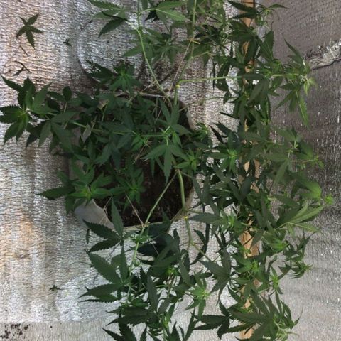Deep Mandarine  growlog photo: En estás se pueden apreciar mejor las técnicas de podas que utilizadas todas podas apicales, y las diferentes ataduras para acomodar la planta. Si bien no es la mejor estructura cumple las expectativas dándonos unas buenas puntas que se pueden apreciar en las otros fotos y dependiendo el plan alimenticio, luces, ventilación, plan de hs de luz y marcas de productos ustedes podrían incluso sacar algo mejor la verdad es una buena genética que se la banca.