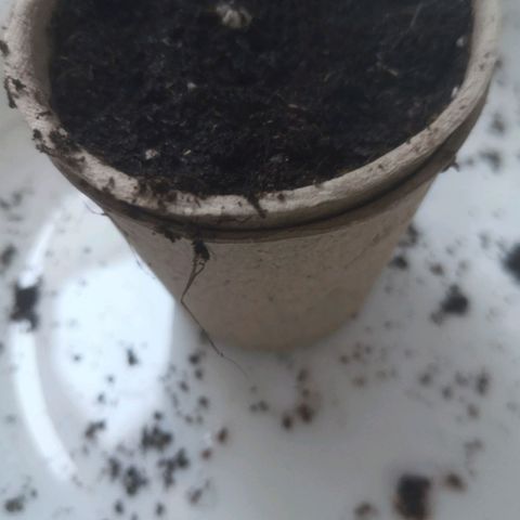 Royal Gorilla Automatic growlog timeline photo