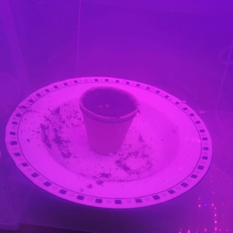 Royal Gorilla Automatic growlog timeline photo