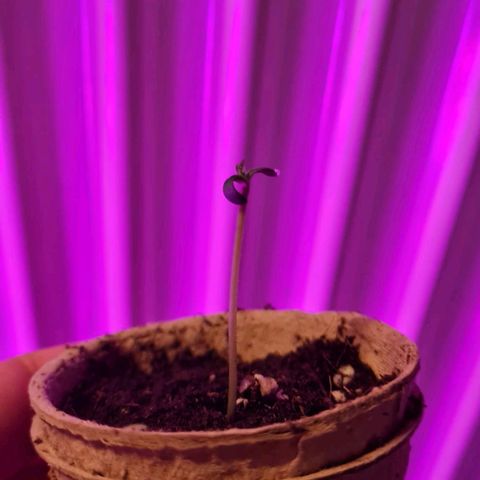 Royal Gorilla Automatic growlog timeline photo