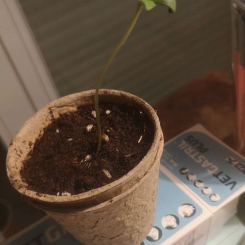 Royal Gorilla Automatic growlog timeline photo