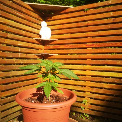 Royal Gorilla Automatic growlog timeline photo