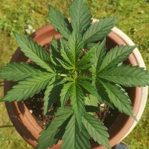Royal Gorilla Automatic growlog timeline photo