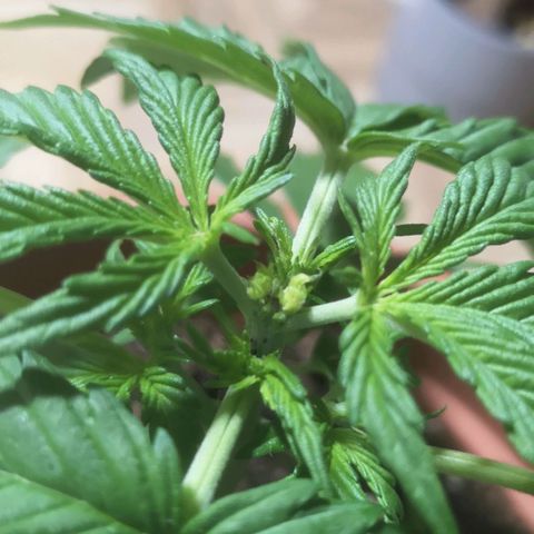 Royal Gorilla Automatic growlog timeline photo