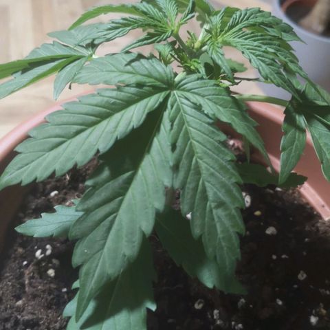 Royal Gorilla Automatic growlog timeline photo