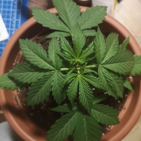 Royal Gorilla Automatic growlog timeline photo