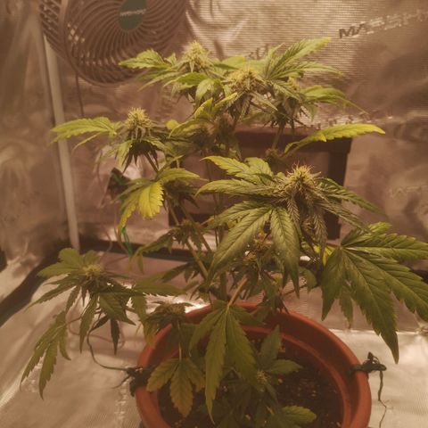 Royal Gorilla Automatic growlog timeline photo