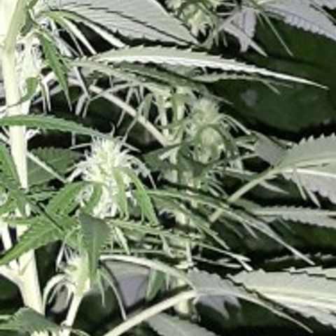 Unknown strain growlog timeline photo