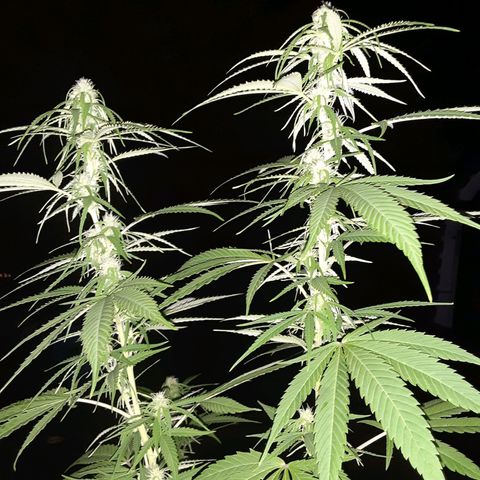Unknown strain growlog timeline photo
