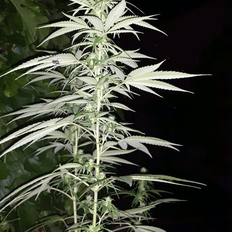 Unknown strain growlog timeline photo