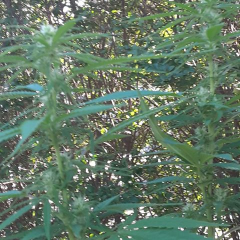 Unknown strain growlog photo: Before fertilizer about the 13th of aug