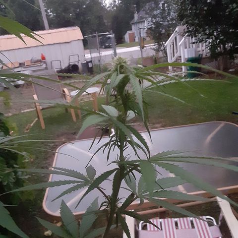 Unknown strain growlog photo: Before fertilizer about the 13th of aug