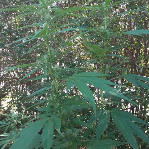 Unknown strain growlog photo: Before fertilizer about the 13th of aug