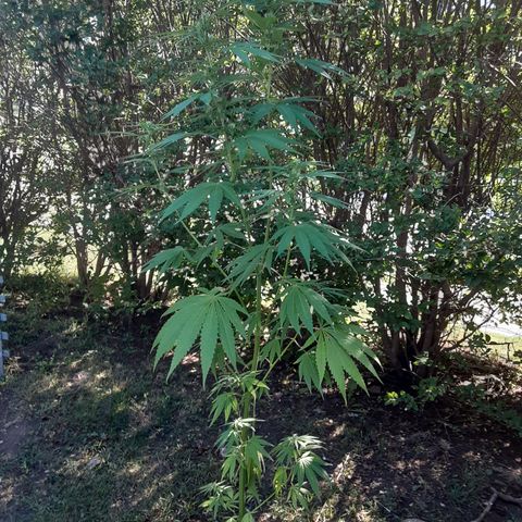 Unknown strain growlog photo: Before fertilizer about the 13th of aug