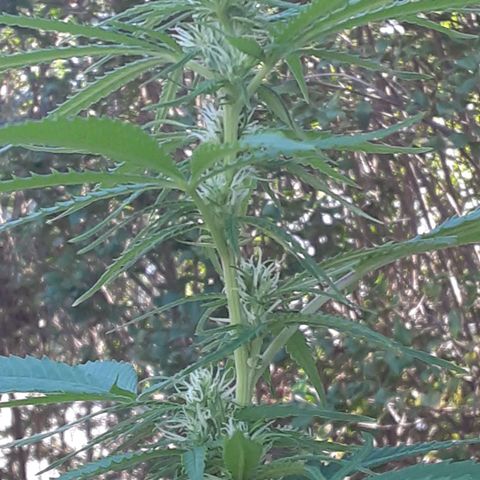 Unknown strain growlog photo: Before fertilizer about the 13th of aug