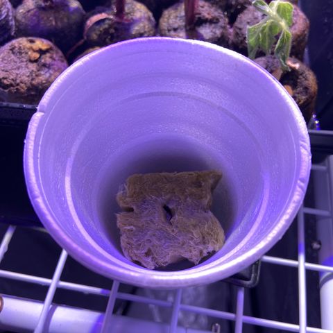 Mac growlog photo: Just moved it to rock wool!