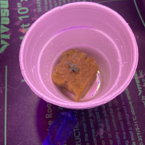 Mac growlog photo: Showing her first set a little smaller than I’d prefer but it’ll turn out