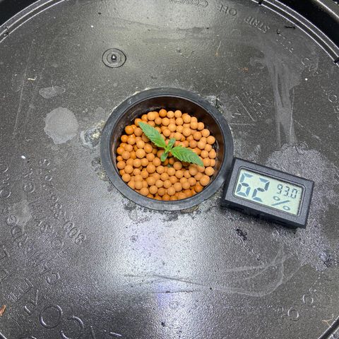 Mac growlog photo: Doing well in the heat