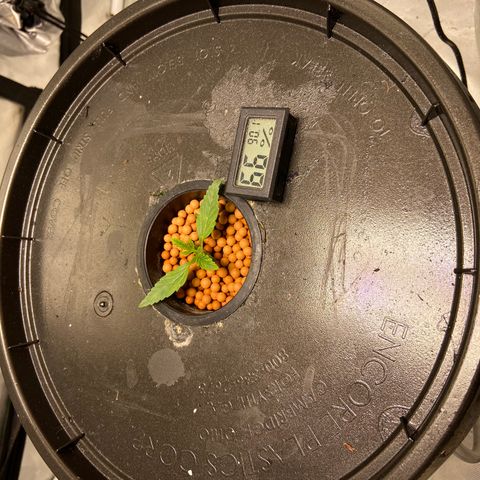 Mac growlog photo: Second set already showing!