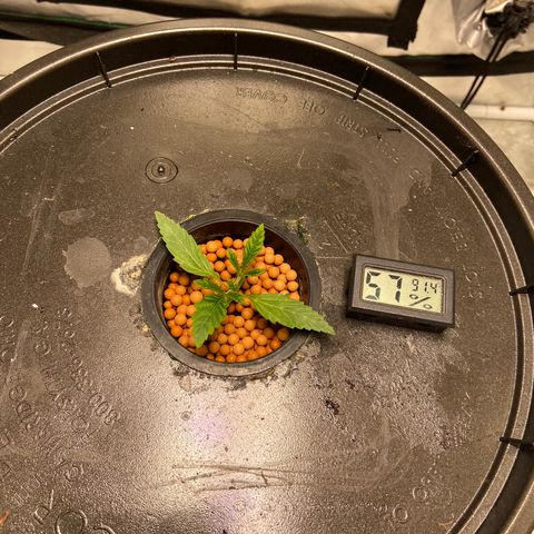 Mac growlog photo: Doing well nothing new except growth!