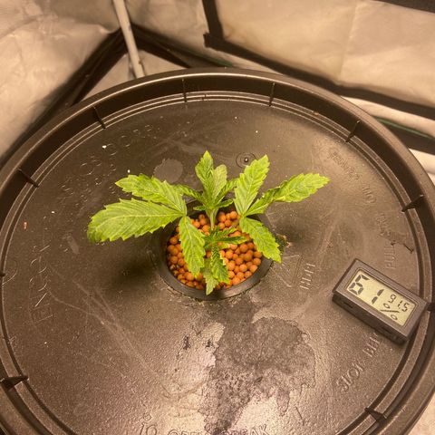 Mac growlog photo: a little bit of droop from potential suffocation. Removed dome to lower humidity. Curl from potential heat stress, cracked tent to lower temperature.