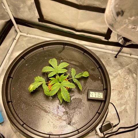 Mac growlog photo: Had to replace humidity dome, light was too intense slight burn after a few hours (oops).
Humidity is down in env. due to forgetting to replace humidifier.
Humidity will return to 65%-70% by tonight.
