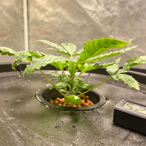 Mac growlog photo: Getting wider everyday and barely taller