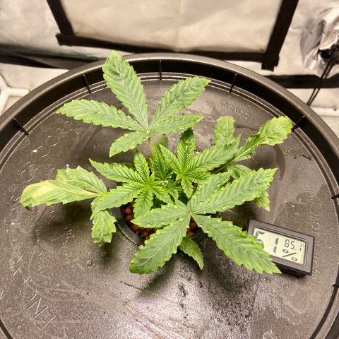 Mac growlog photo: Getting wider everyday and barely taller