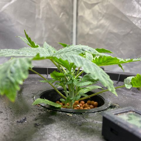 Mac growlog photo: Topped yesterday, already seems to have recovered!