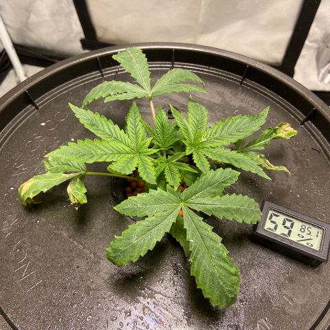 Mac growlog photo: Topped yesterday, already seems to have recovered!