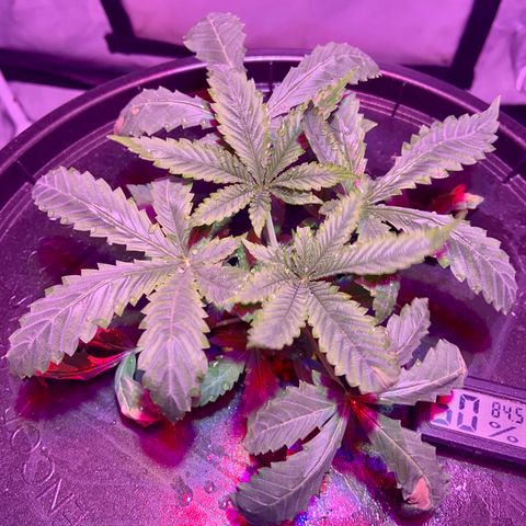 Mac growlog photo: Changed the light for now