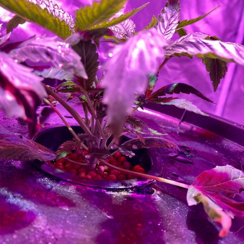 Mac growlog photo: Changed the light for now