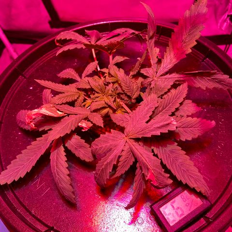 Mac growlog photo: Some light training and increased the R/B to 70/30 and she is stacking nicely