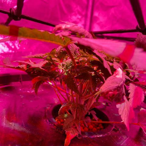 Mac growlog photo: Her auxillaries are exploding 