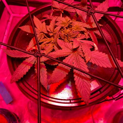 Mac growlog photo: Her auxillaries are exploding 