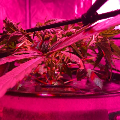 Mac growlog photo: She filled out quite a bit while I was camping for the weekend.