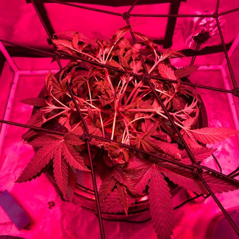 Mac growlog photo: She filled out quite a bit while I was camping for the weekend.