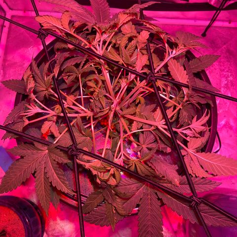 Mac growlog photo: She filled out quite a bit while I was camping for the weekend.