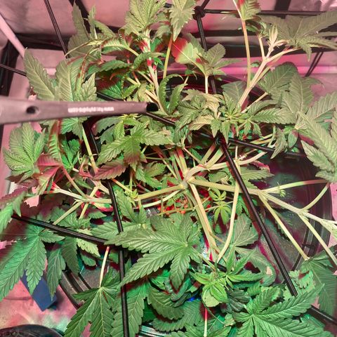 Mac growlog photo: She is popping off good lord!