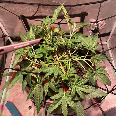 Mac growlog photo: She is popping off good lord!