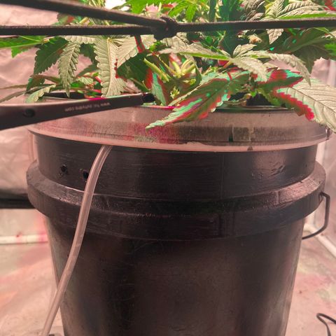 Mac growlog photo: She is popping off good lord!