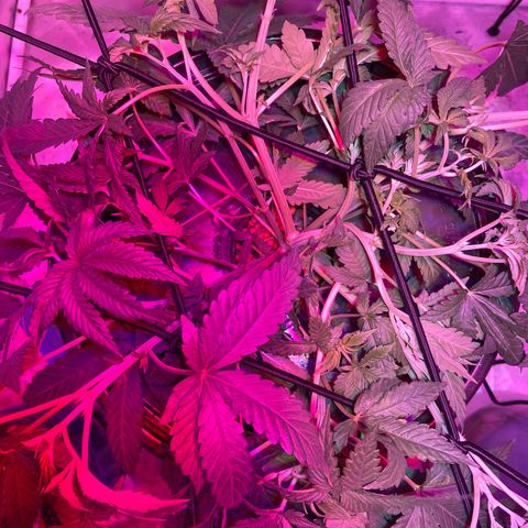 Mac growlog photo: I topped ever terminal and auxiliary that had three nodes or more.
