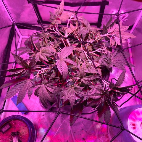 Mac growlog photo: I topped ever terminal and auxiliary that had three nodes or more.